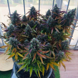 Blueberry Auto