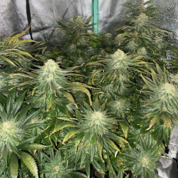 Big Bud Auto