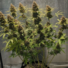 Original Amnesia Auto