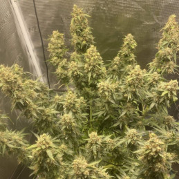 Amnesia Haze Auto