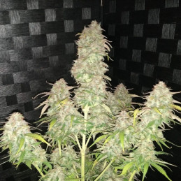 AK Auto