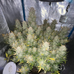 Tropicana Cookies - semi di cannabis, varietà di marijuana