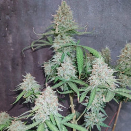 The Unlimited - semi di cannabis, varietà di marijuana