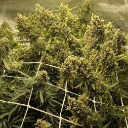Strawberry Kush - semi di cannabis, varietà di marijuana