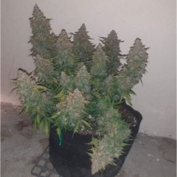 Somango - semi di cannabis, varietà di marijuana