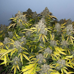 Special Skunk - semi di cannabis, varietà di marijuana