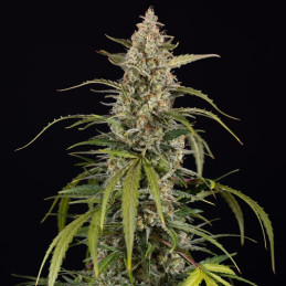 Exotic Haze - semi di cannabis, varietà di marijuana