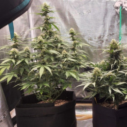 Special Haze - semi di cannabis, varietà di marijuana