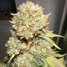 Sour Diesel - semi di cannabis, varietà di marijuana