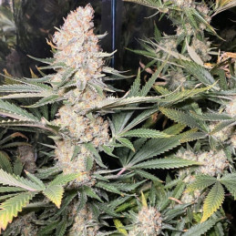 Super Skunk - semi di cannabis, varietà di marijuana