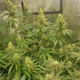 Sherbet - semi di cannabis, varietà di marijuana
