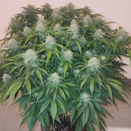 Big Star - semi di cannabis, varietà di marijuana