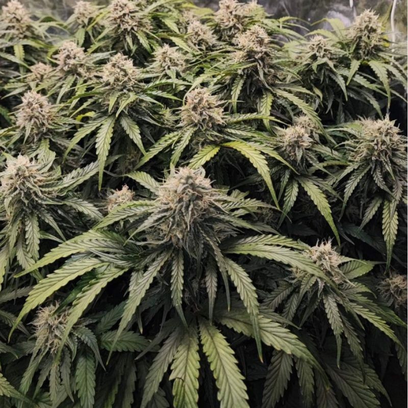 Runtz - semi di cannabis, varietà di marijuana