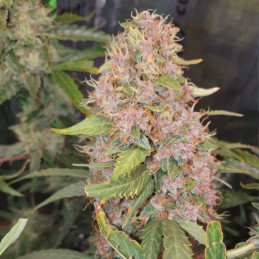 Purple Kush - semi di cannabis, varietà di marijuana