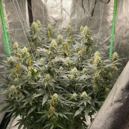 LSD - semi di cannabis, varietà di marijuana