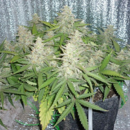 Power Plant - semi di cannabis, varietà di marijuana