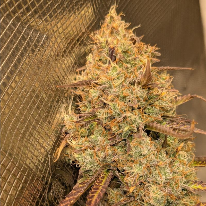 Orange Bud - semi di cannabis, varietà di marijuana