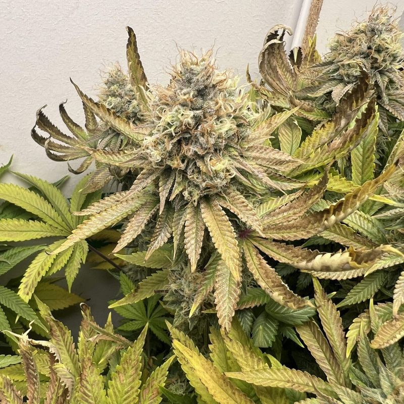 Northern Light - semi di cannabis, varietà di marijuana