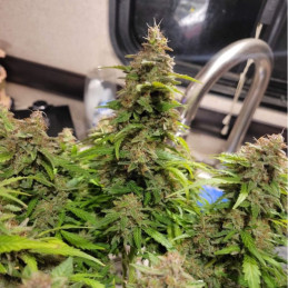Neville's Haze - semi di cannabis, varietà di marijuana
