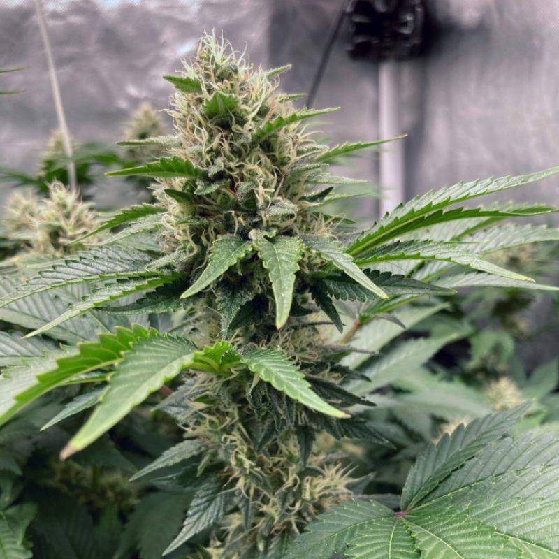 Northern Light Auto - semi di cannabis, varietà di marijuana