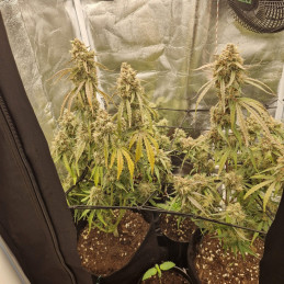NYC Diesel - semi di cannabis, varietà di marijuana