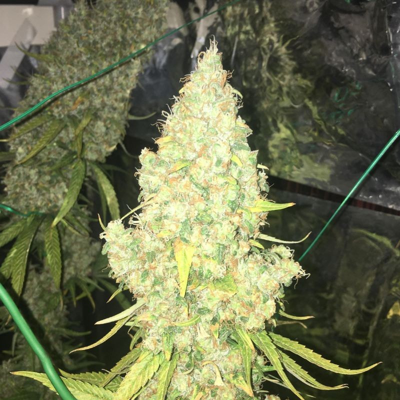 Moby Dick - semi di cannabis, varietà di marijuana