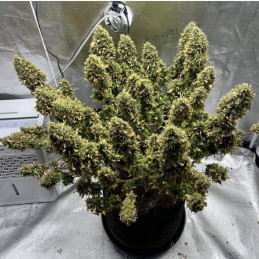 Mimosa - semi di cannabis, varietà di marijuana