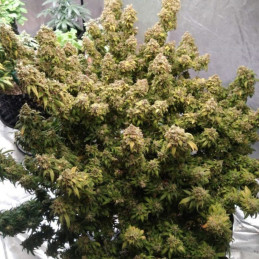 Mazar Extra - semi di cannabis, varietà di marijuana