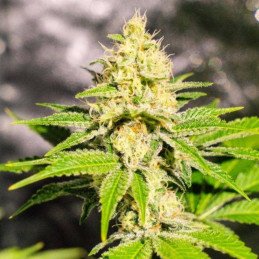 Mister Kush - semi di cannabis, varietà di marijuana