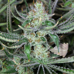 Bob Marley - semi di cannabis, varietà di marijuana