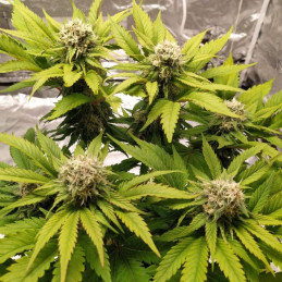 Lemon Juice - semi di cannabis, varietà di marijuana