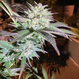 Train Wreck - semi di cannabis, varietà di marijuana