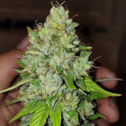 Lemon Skunk - semi di cannabis, varietà di marijuana