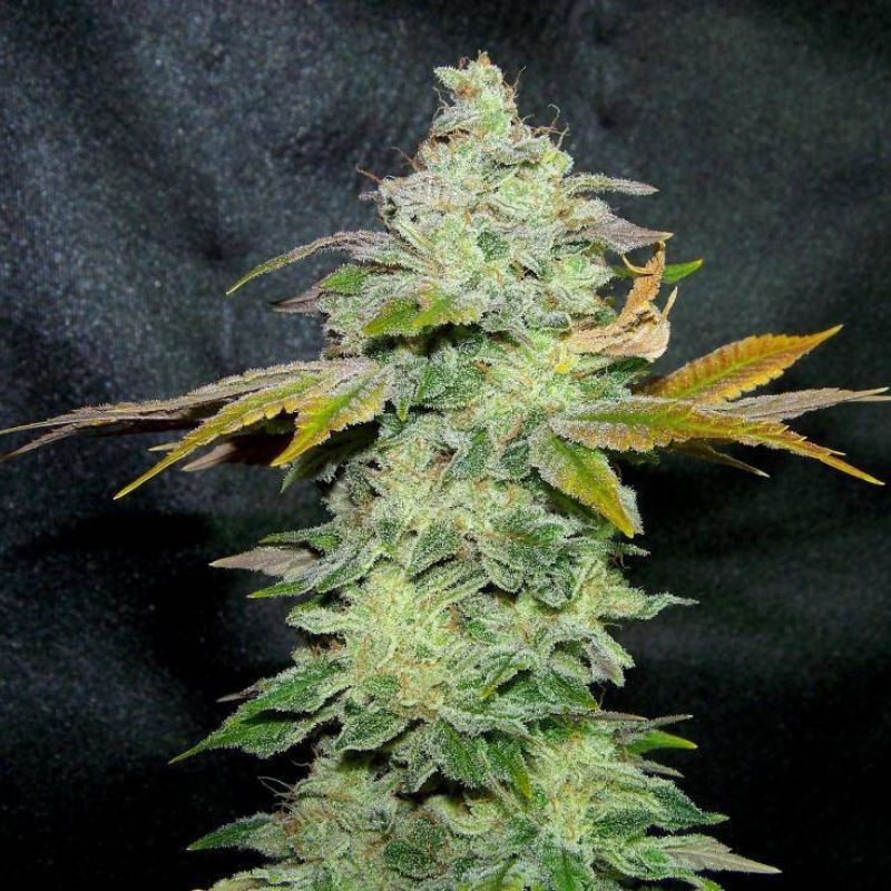 Lavender - semi di cannabis, varietà di marijuana
