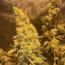 Kali Mist - semi di cannabis, varietà di marijuana