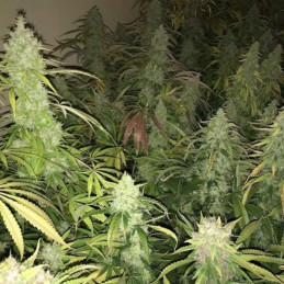 Kalashnikova - semi di cannabis, varietà di marijuana