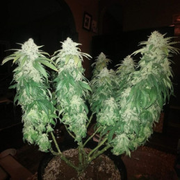 Jack Herer - semi di cannabis, varietà di marijuana