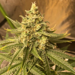 Chemdog - semi di cannabis, varietà di marijuana