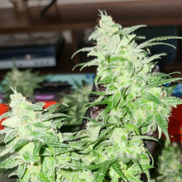 Gorilla Glue - semi di cannabis, varietà di marijuana