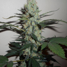 Green Crack - semi di cannabis, varietà di marijuana