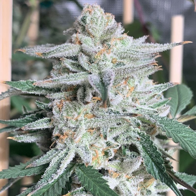 Girl Scout Cookies - semi di cannabis, varietà di marijuana