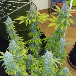 Crystal Candy - semi di cannabis, varietà di marijuana