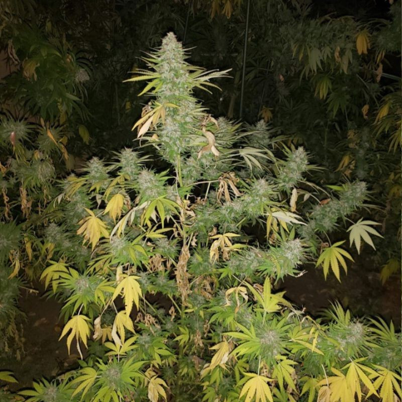 Grapefruit - semi di cannabis, varietà di marijuana