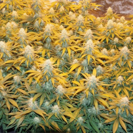Great White Shark - semi di cannabis, varietà di marijuana