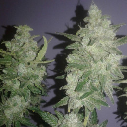 Gelato - semi di cannabis, varietà di marijuana