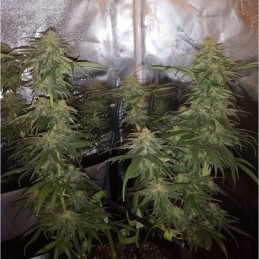 Special Mintz - semi di cannabis, varietà di marijuana