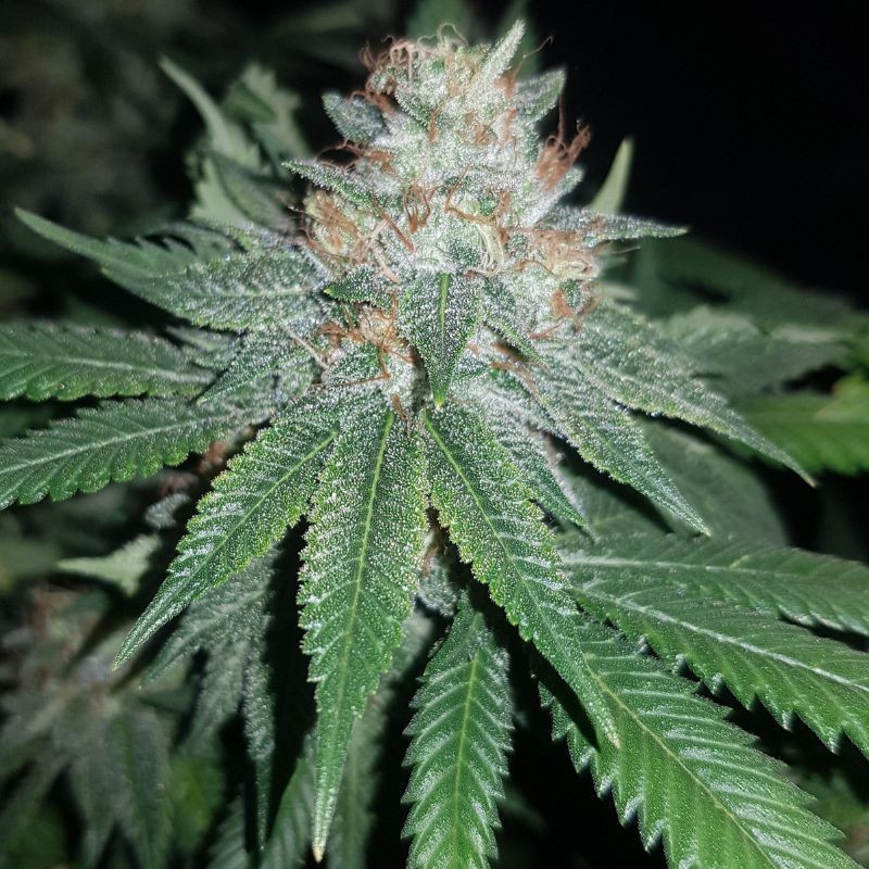 Euforia Special - semi di cannabis, varietà di marijuana
