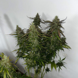 Skunk - semi di cannabis, varietà di marijuana