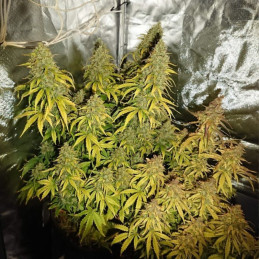 Durban Poison - semi di cannabis, varietà di marijuana
