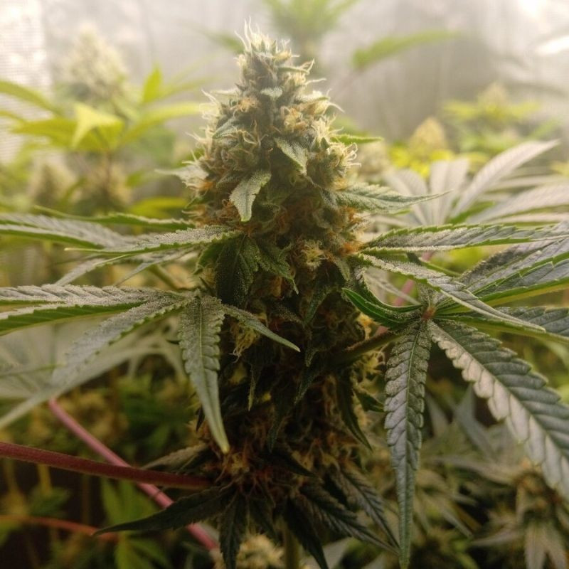 Critical Mass - semi di cannabis, varietà di marijuana